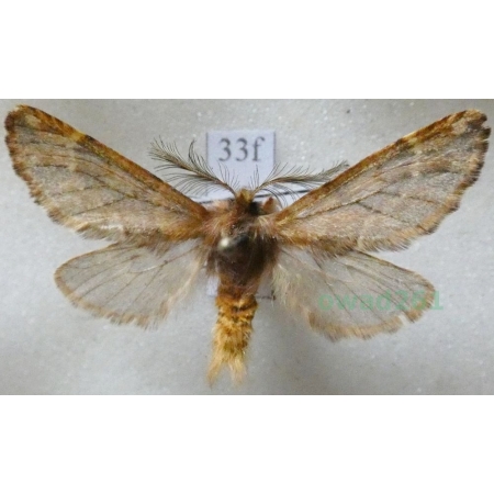 Ptilophora plumigera (Denis & Schiffermüller, 1775) male Opusznica piórówka Czech33f